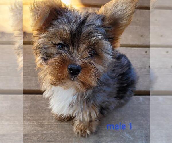 Medium Photo #4 Yorkshire Terrier Puppy For Sale in CONKLIN, NY, USA