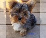 Small #3 Yorkshire Terrier