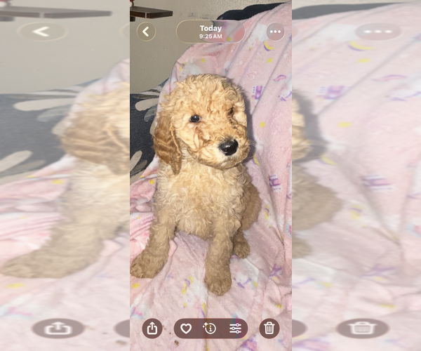 Medium Photo #6 Poodle (Standard) Puppy For Sale in DEXTER, MO, USA
