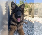 Small #23 German Shepherd Dog
