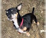 Small Chiweenie