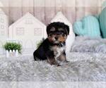 Small Photo #1 Morkie-Unknown Mix Puppy For Sale in FULLERTON, CA, USA