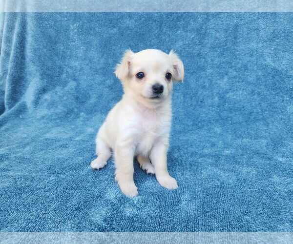 Medium Photo #2 Chihuahua-Unknown Mix Puppy For Sale in San Francisco, CA, USA