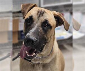 Mastiff Dogs for adoption in Bakersfield, CA, USA