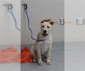 Shepradors Dogs for adoption in Pasadena, TX, USA