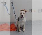 Small Shepradors