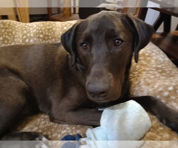 Medium Photo #6 Labrador Retriever-Unknown Mix Puppy For Sale in Oakhurst, NJ, USA