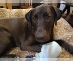 Small #5 Labrador Retriever Mix