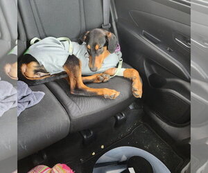 Penny - Female Doberman Pinscher Dog for Adoption - Photo #2