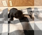 Small #2 Labrador Retriever