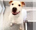 Small #2 American Staffordshire Terrier-Labrador Retriever Mix
