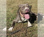 Small #11 American Pit Bull Terrier Mix