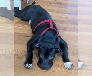 Medium American Staffordshire Terrier-Labrador Retriever Mix