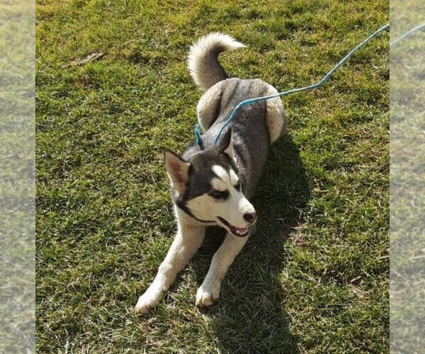 Medium Photo #4 Siberian Husky Puppy For Sale in BAINBRIDGE, PA, USA
