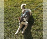 Small Photo #4 Siberian Husky Puppy For Sale in BAINBRIDGE, PA, USA