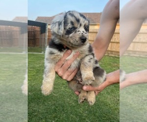 Miniature Australian Shepherd Puppy for Sale in OWASSO, Oklahoma USA