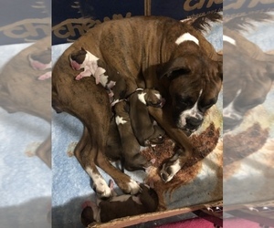 Mother of the Boxer puppies born on 03/31/2022