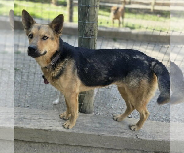 Medium Photo #4 German Shepherd Dog-Unknown Mix Puppy For Sale in Woodsfield, OH, USA