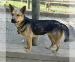 Small Photo #4 German Shepherd Dog-Unknown Mix Puppy For Sale in Woodsfield, OH, USA