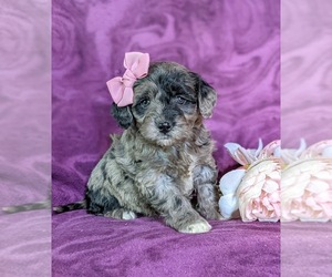 Goldendoodle-Poodle (Toy) Mix Puppy for sale in QUARRYVILLE, PA, USA