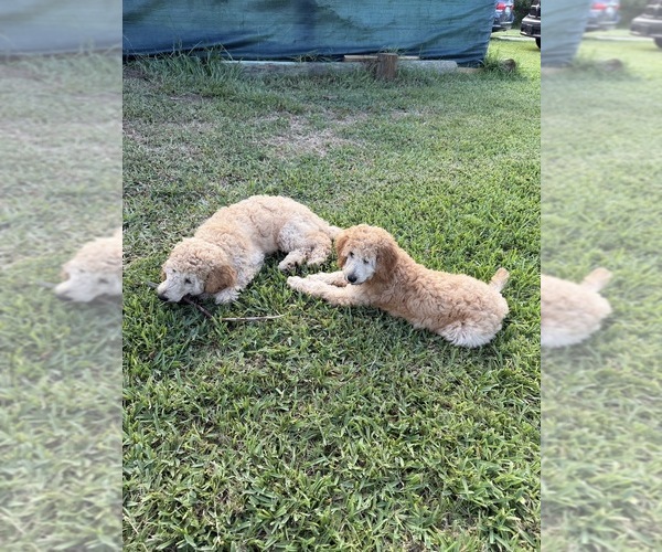 Medium Photo #3 Poodle (Standard) Puppy For Sale in NEW PORT RICHEY, FL, USA