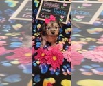 Small Photo #74 Yorkshire Terrier Puppy For Sale in AKRON, OH, USA