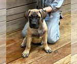 Small Photo #5 Boerboel Puppy For Sale in GREENEVILLE, TN, USA
