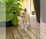 Small #1 Chihuahua Mix