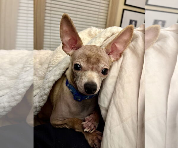 Medium Photo #7 Chihuahua Puppy For Sale in Oakhurst, NJ, USA