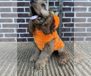 Cocker Spaniel Puppy for Sale in HONEY BROOK, Pennsylvania USA