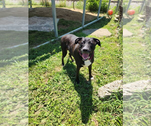 Medium Photo #3 Boxador Puppy For Sale in Evansville, IN, USA