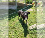 Small #2 Boxador