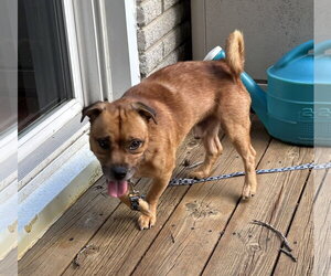 Peanut - Male Chug Dog for Adoption - Photo #3