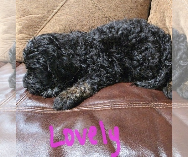 Medium Photo #6 Goldendoodle Puppy For Sale in FYFFE, AL, USA