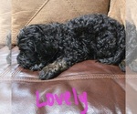 Small Photo #6 Goldendoodle Puppy For Sale in FYFFE, AL, USA