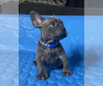 Small #4 French Bulldog