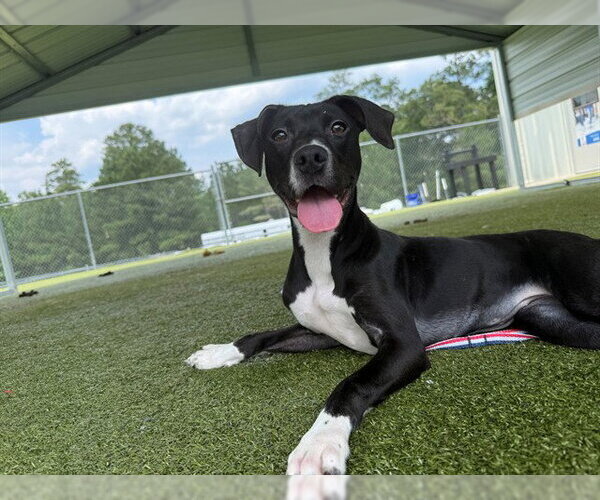 Medium Photo #2 Labrador Retriever-Unknown Mix Puppy For Sale in Fayetteville, NC, USA