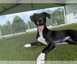 Small #1 Labrador Retriever Mix