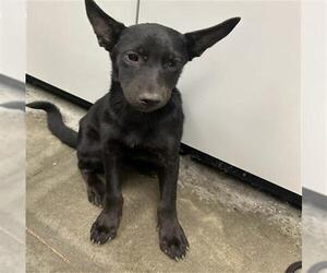 Border Collie-Unknown Mix Dogs for adoption in Rosenberg, TX, USA