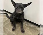 Small Border Collie Mix