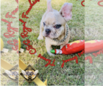 Puppy Thor French Bulldog