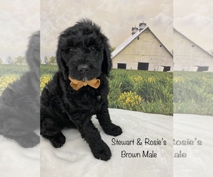 Goldendoodle Puppy for sale in DEWITT, VA, USA