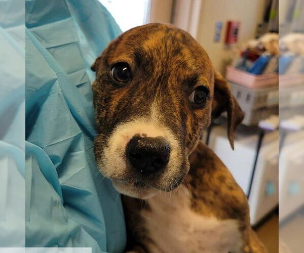 Medium Photo #2 American Staffordshire Terrier-Unknown Mix Puppy For Sale in San Antonio, TX, USA