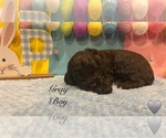 Small #2 Cockapoo