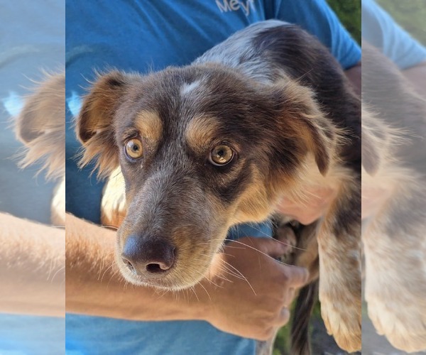 Medium Photo #3 Australian Shepherd-Unknown Mix Puppy For Sale in Minneapolis, MN, USA