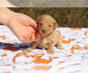 Poodle (Miniature) Puppy for sale in UNION CITY, TN, USA