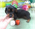 Small #6 Dachshund