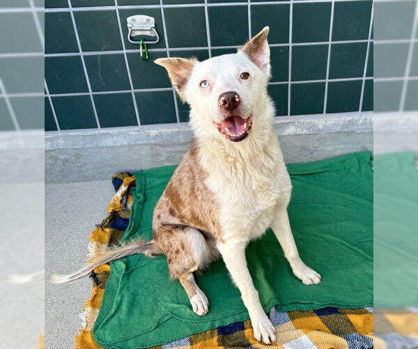 Medium Photo #2 Border Collie Puppy For Sale in Rancho Cucamonga, CA, USA