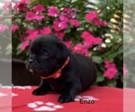 Small #6 Puggle
