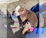 Small #10 American Pit Bull Terrier Mix